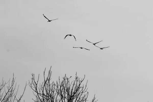 En el cielo un rebaño de grúas — Foto de Stock