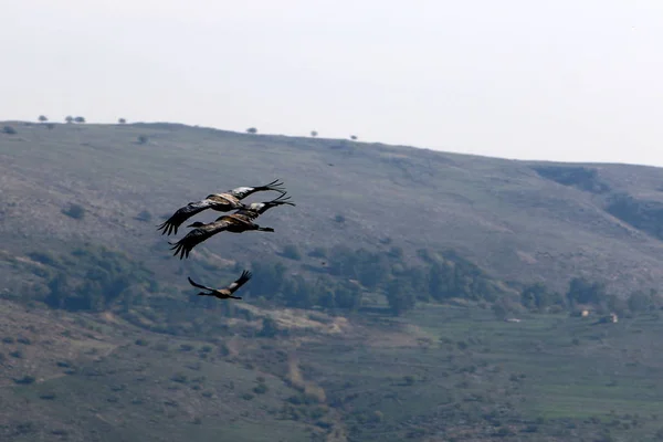 Dans le ciel un troupeau de grues — Photo