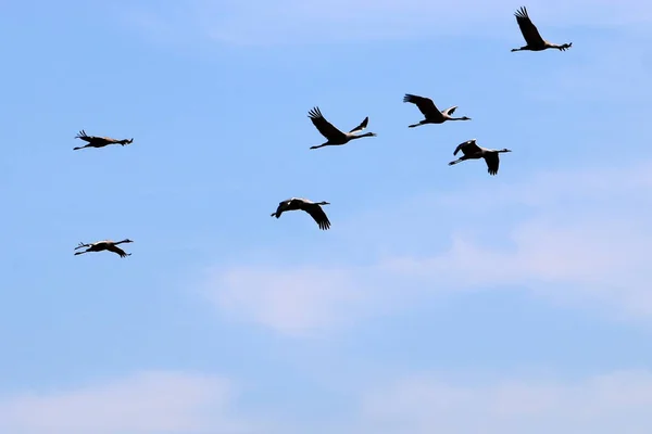 Dans le ciel un troupeau de grues — Photo