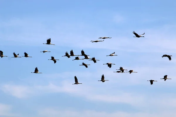 天空中的一群鹤 — 图库照片