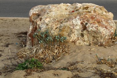 kıyı boyunca taşlar 