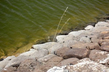 kıyı boyunca taşlar 