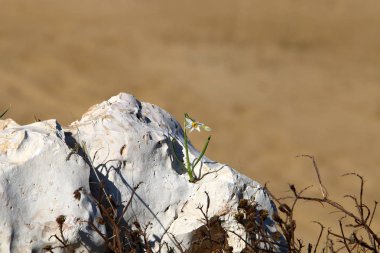kıyı boyunca taşlar 