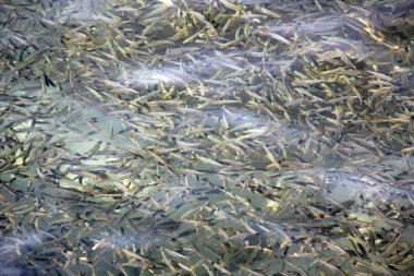 Akdeniz kıyısında 