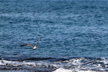 Akdeniz kıyısında 