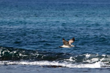 Akdeniz kıyısında 