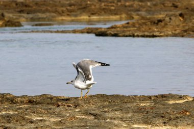 Akdeniz kıyısında 