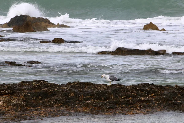 Akdeniz kıyısında 