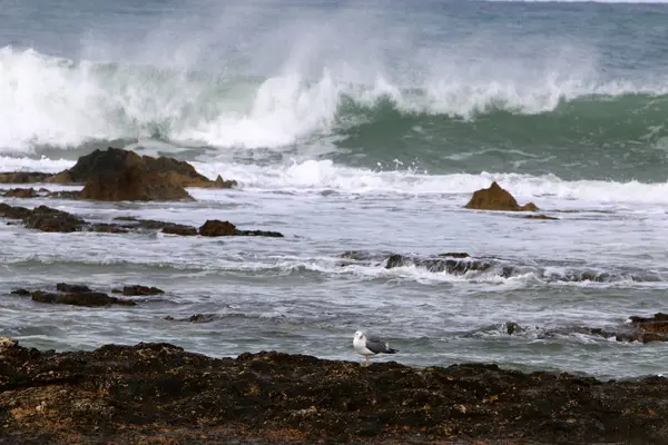Akdeniz kıyısında 