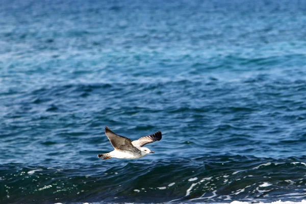 Orilla del Mar Mediterráneo — Foto de Stock