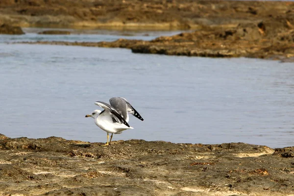 Akdeniz kıyısında 