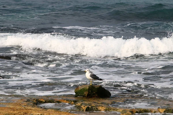 Côte De La Mer Méditerranéenne — Photo