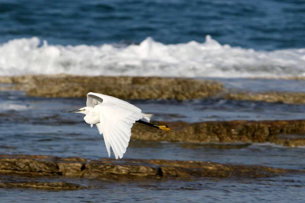 shore of the Mediterranean Sea