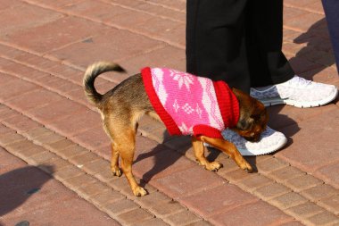 Yürüyüşe çıkmış köpek. 