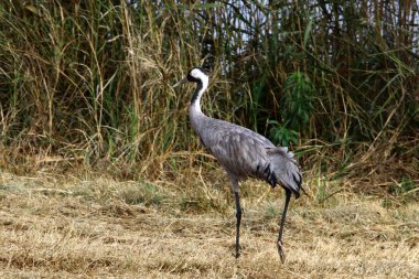 kuş omurgalı, sıcak kanlı bir hayvandır 