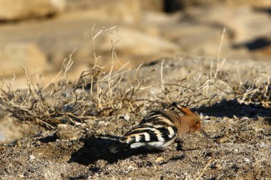 kuş omurgalı, sıcak kanlı bir hayvandır 