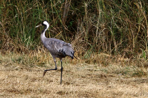 鳥は脊椎動物、warm-blooded 動物です。 — ストック写真