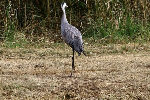 kuş omurgalı, sıcak kanlı bir hayvandır 