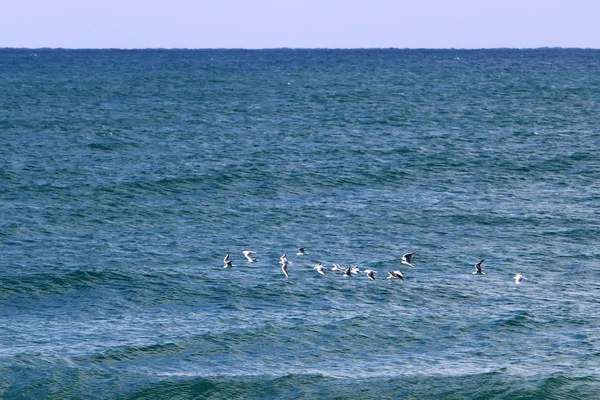 Oiseau est un vertébré, animal à sang chaud — Photo