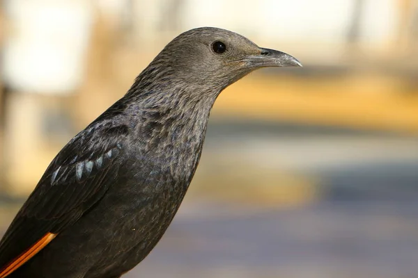 Bird is a vertebrate, warm-blooded animal — Stock Photo, Image