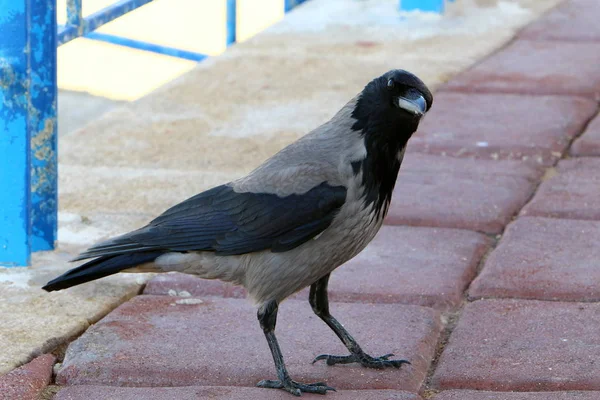 Uccello è un vertebrato, animale a sangue caldo — Foto Stock