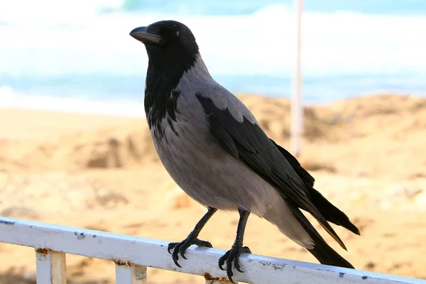 Vogel ist ein Wirbeltier, Warmblüter — Stockfoto