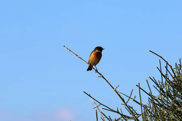 Oiseau est un vertébré, animal à sang chaud — Photo