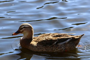 Göldeki vahşi ördekler  