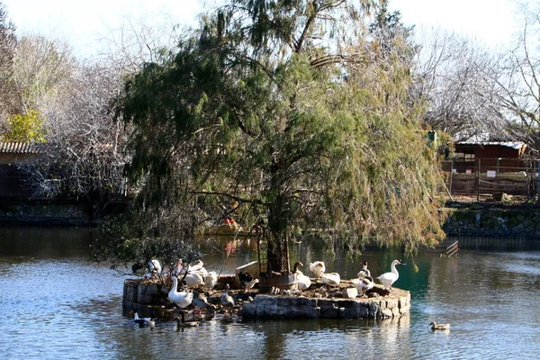 Дикие утки на озере — стоковое фото