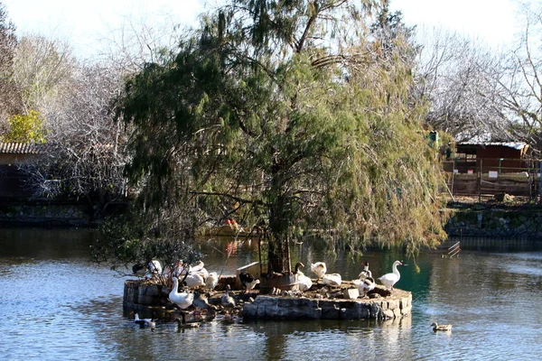 Wildenten auf dem See — Stockfoto