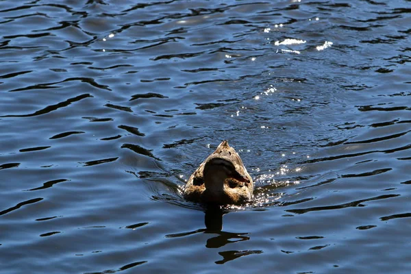 Dzikie kaczki na jeziorze — Zdjęcie stockowe