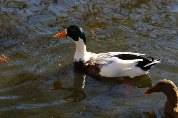 Vadkacsák a tavon — Stock Fotó