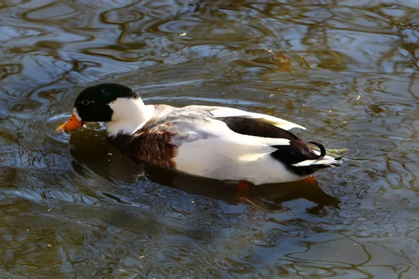 Patos selvagens no lago — Fotografia de Stock