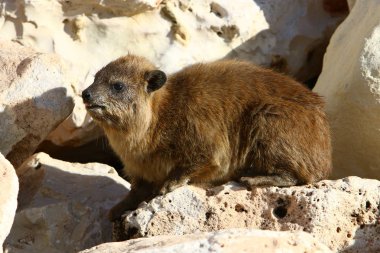 kayaların üzerinde oturan Bayan 