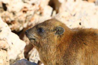 kayaların üzerinde oturan Bayan 