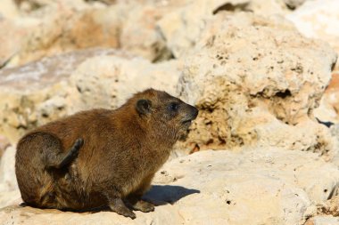 kayaların üzerinde oturan Bayan 