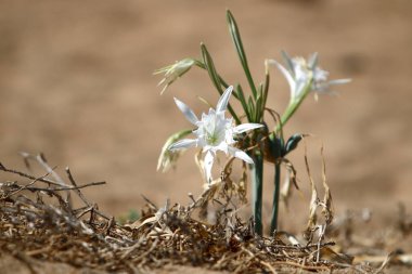 Doğa Yakın çekim resim 