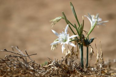 Doğa Yakın çekim resim 