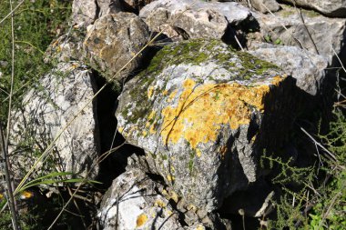 Doğa Yakın çekim resim 