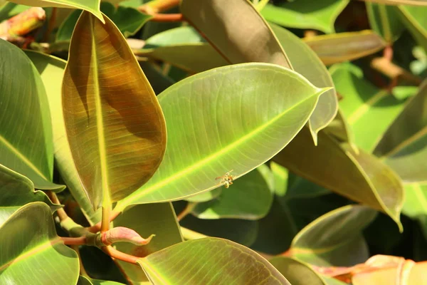 Doğa Yakın çekim resim 