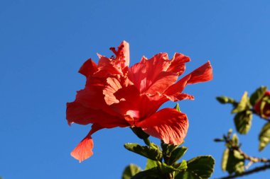 Doğa Yakın çekim resim 