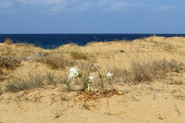 Doğa Yakın çekim resim 