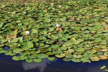 Doğa Yakın çekim resim 