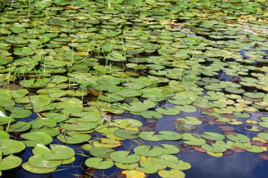 Doğa Yakın çekim resim 