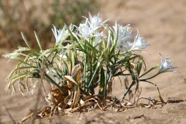 Doğa Yakın çekim resim 
