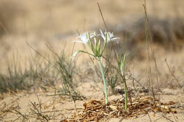 Doğa Yakın çekim resim 