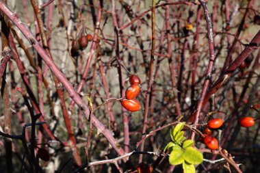 Doğa Yakın çekim resim 
