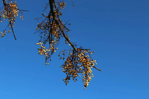 Naturaleza imagen de primer plano —  Fotos de Stock