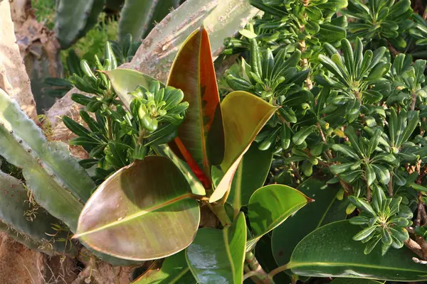 Naturaleza imagen de primer plano —  Fotos de Stock