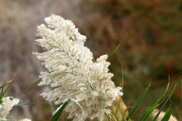 Naturaleza imagen de primer plano — Foto de Stock